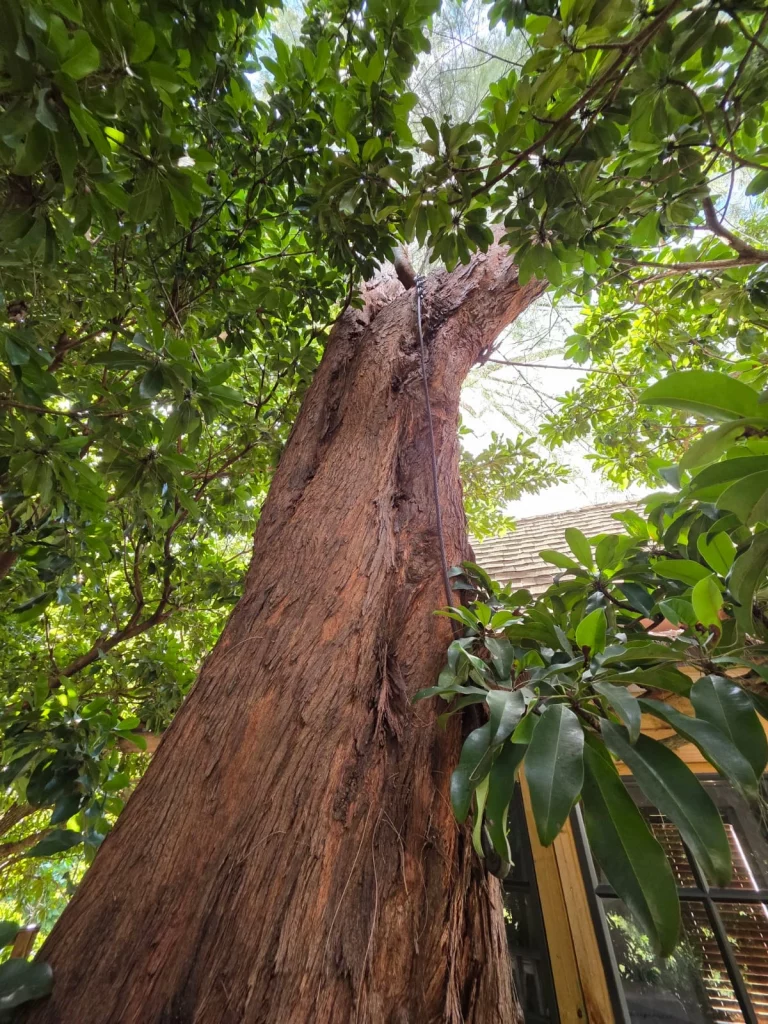 tree view