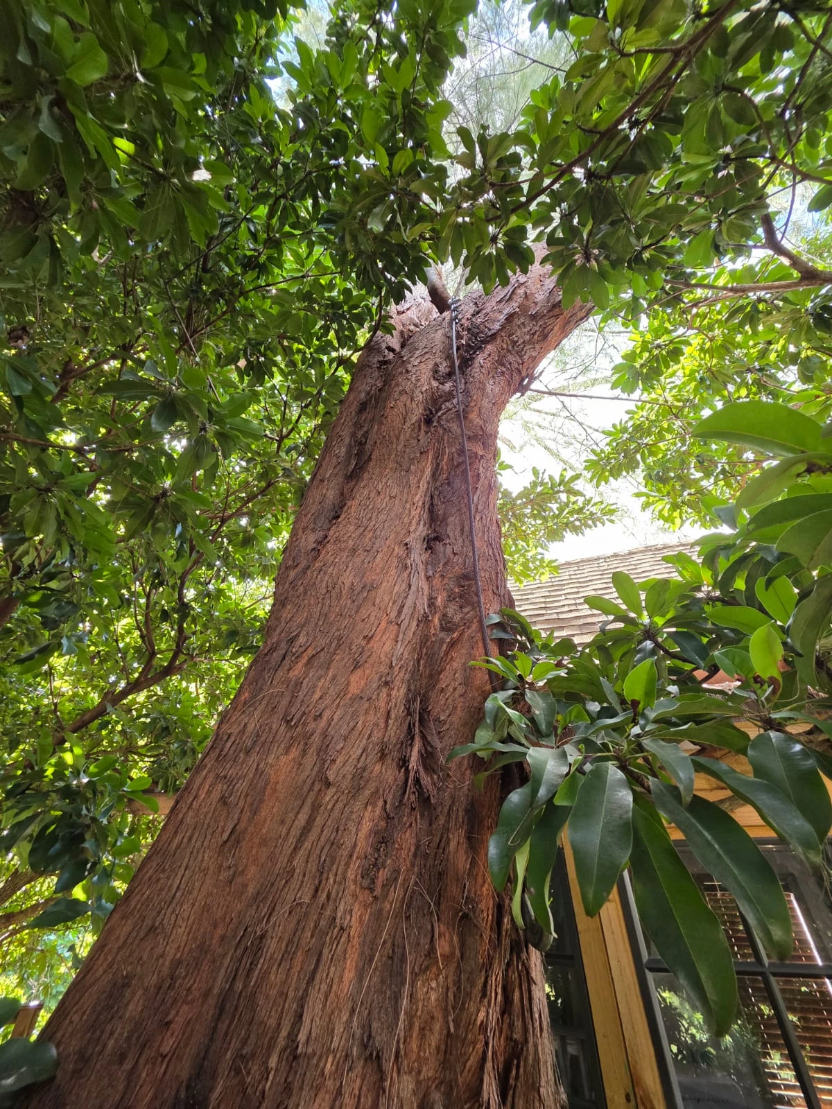 tree view