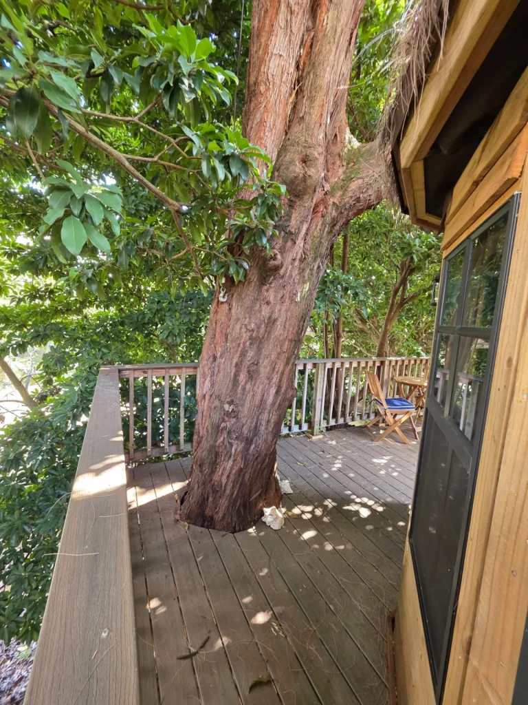 Exterior view of SunnyTops treehouse rental in Florida, featuring a tree growing through the deck, perfect for a treehouse ge