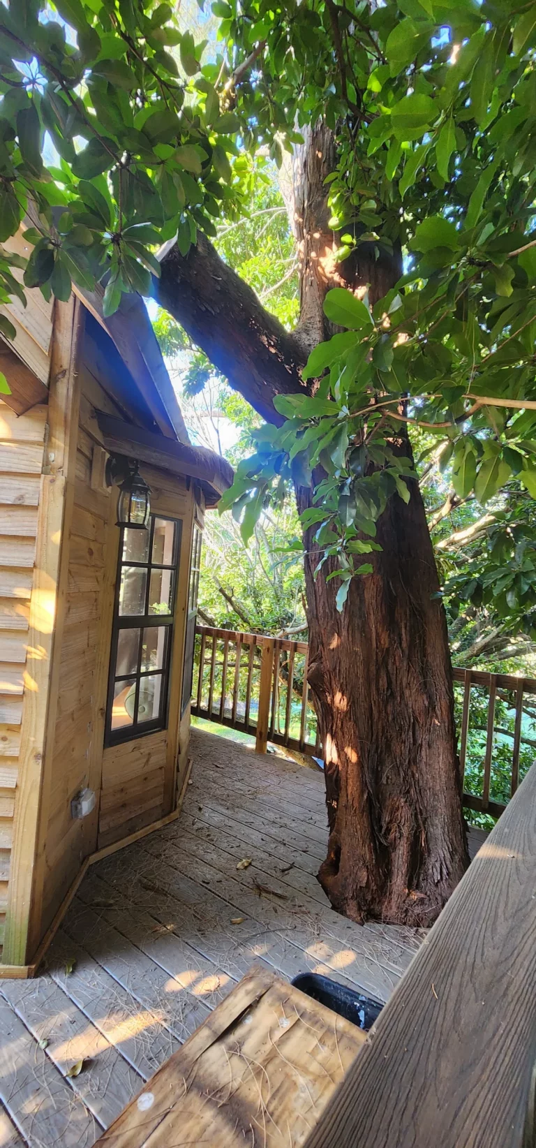 Exterior view of SunnyTops Treehouse: Wooden treehouse rental nestled in Florida trees with lush greenery and staircase.