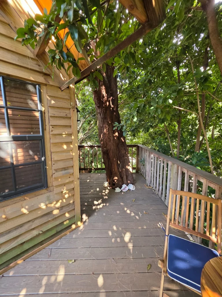 Exterior view of SunnyTops treehouse rental with a tree growing through the deck, perfect for a treehouse getaway in Florida.
